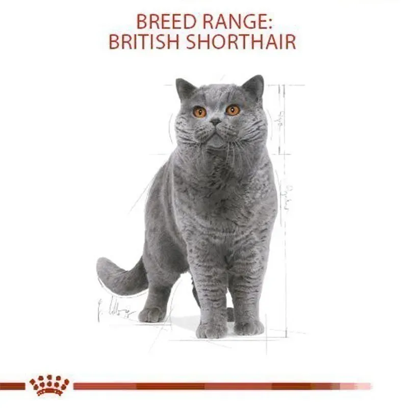 Royal Canin Kitten British Shorthair รูปที่ 2